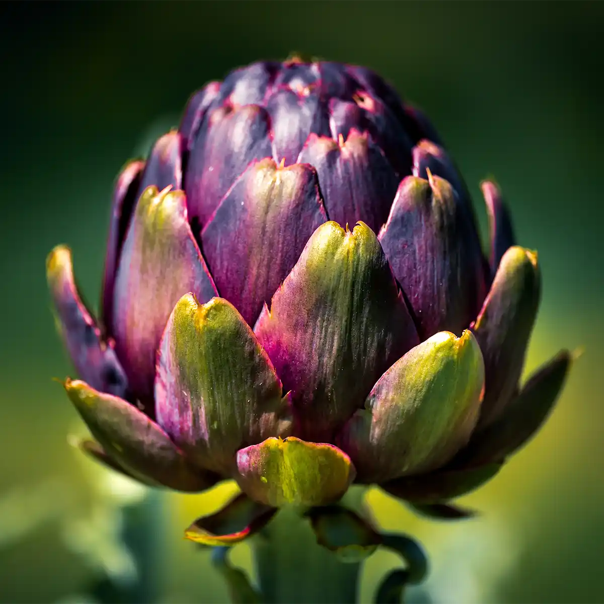 A real artichoke